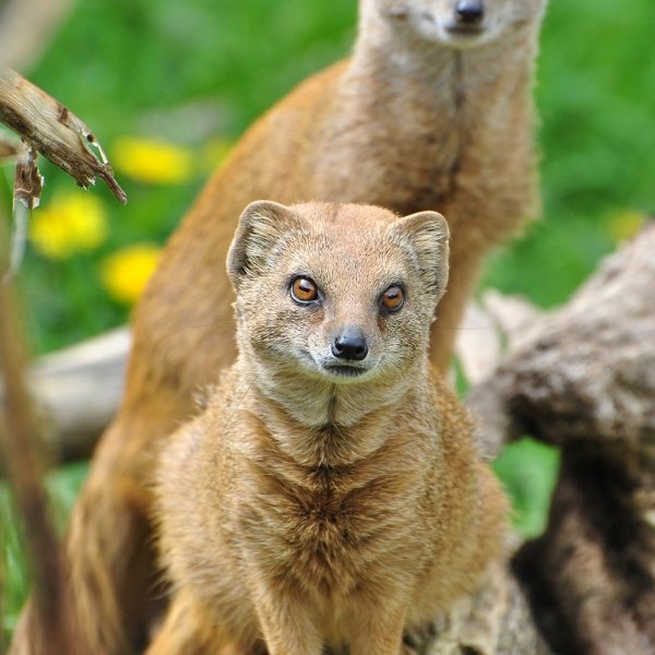 Купить City Zoo - Мангуст (Дыня, Малина), 700 затяжек, 18 мг (1,8%)