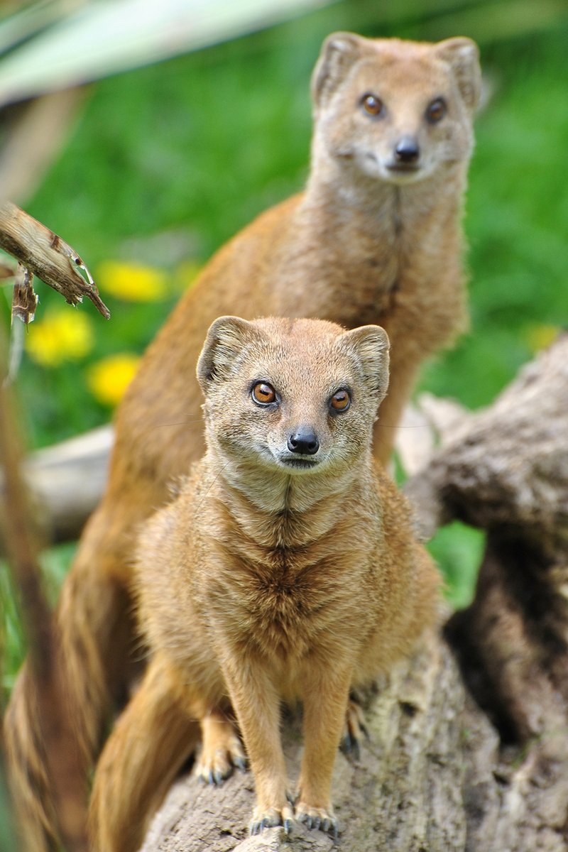 Фото City Zoo - Мангуст (Дыня, Малина), 700 затяжек, 18 мг (1,8%)