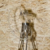 Купить Meduse Cascada Mono