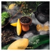 Купить Element ВОДА - Mango (Манго) 25г