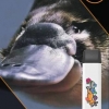 Купить City Zoo - Утконос (Ягодный Микс), 700 затяжек, 18 мг (1,8%)