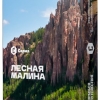 Купить Сарма - Лесная Малина 25г